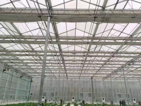 阳光板温室大棚