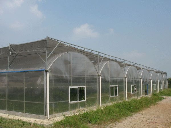阳光板温室大棚